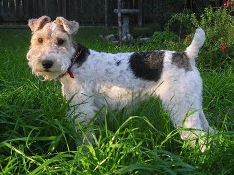 Хочу собаку. Фокстерьер | Телеканал "Мама"