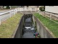 家のわきのぬしを釣る