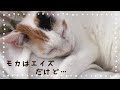 三毛猫モカちゃん と エイズ【閲覧注意】傷の写真があります。