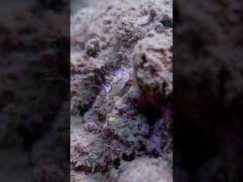 موجودی با شاخ اما حلزونه حلزون حلزون شاخدار موجودات عجیب فکت عجیب فکت جالب فکت عجیب جالب