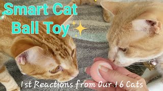 Our 16 Cats React to NEW TOY! Smart Cat Ball