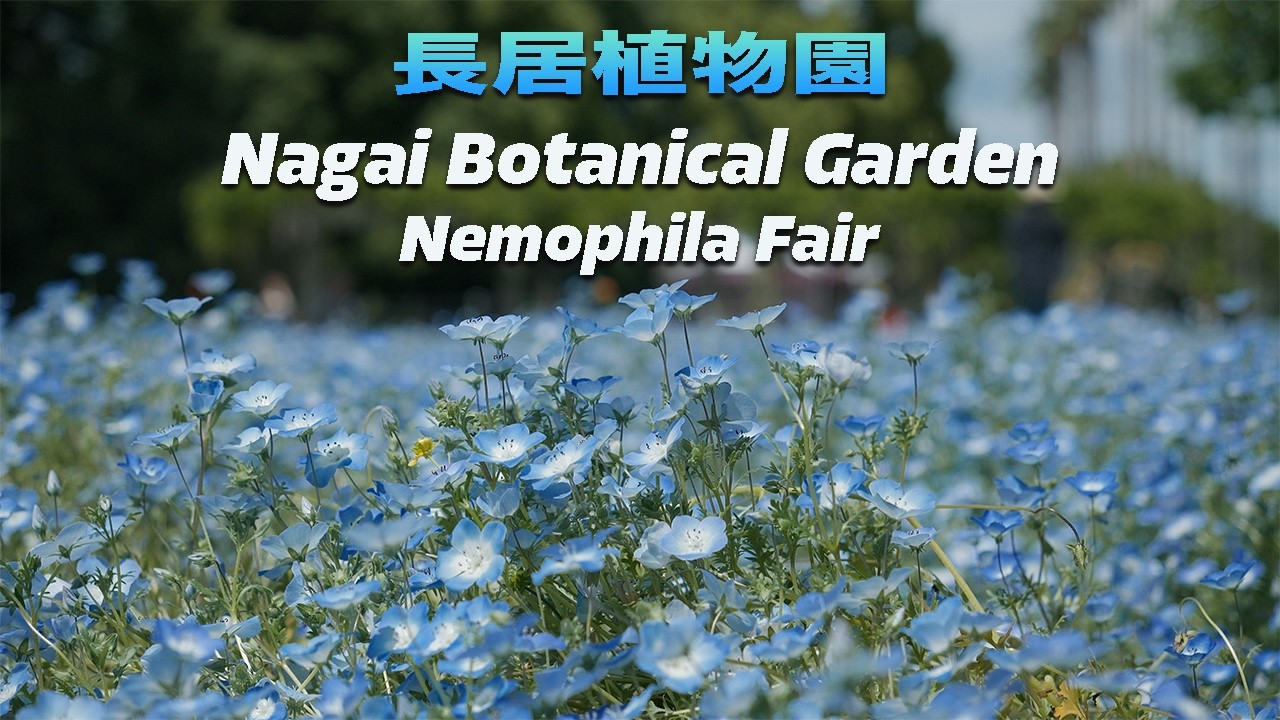 2026年4月27日撮影】風に揺れる一面ブルーの奇跡！ | 長居植物園