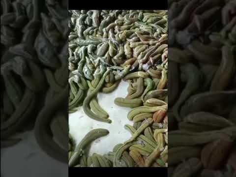 Leeches for sale