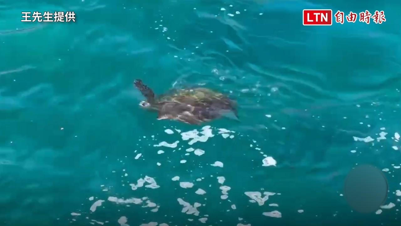 萌翻！墾丁核三出水口驚見「海龜集體衝浪」 專家：抓癢兼聚餐