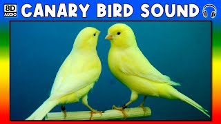 🐦 CANARY BIRD SOUND - CANARY BIRD SOUND EFFECT - SOUND OF CANARY BIRD - NOISE OF CANARY BIRD