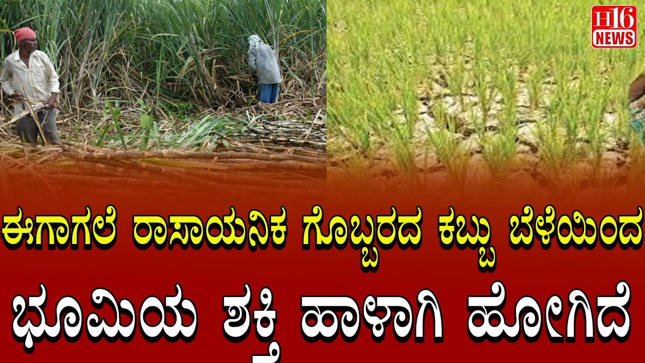 Farmers News: ಈಗಾಗಲೆ ರಾಸಾಯನಿಕ ಗೊಬ್ಬರದ ಕಬ್ಬು ಬೆಳೆಯಿಂದ ಭೂಮಿಯ ಶಕ್ತಿ ಹಾಳಾಗಿ ಹೋಗಿದೆ | Sugarcane Farming