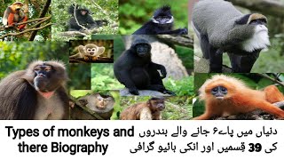 Types Of Monkeys Biography Of Monkeys Different Types Of Monkeys.