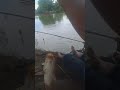 Bissmillahmancing breng klrgasambil nyantaiikan mas nya gedigedi