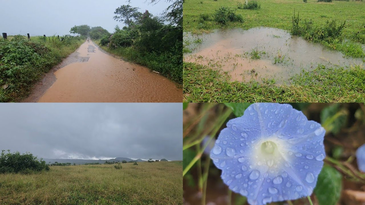  chuvas no norte de Minas! Região de São João da ponte Condado do norte estamos muito felizes 