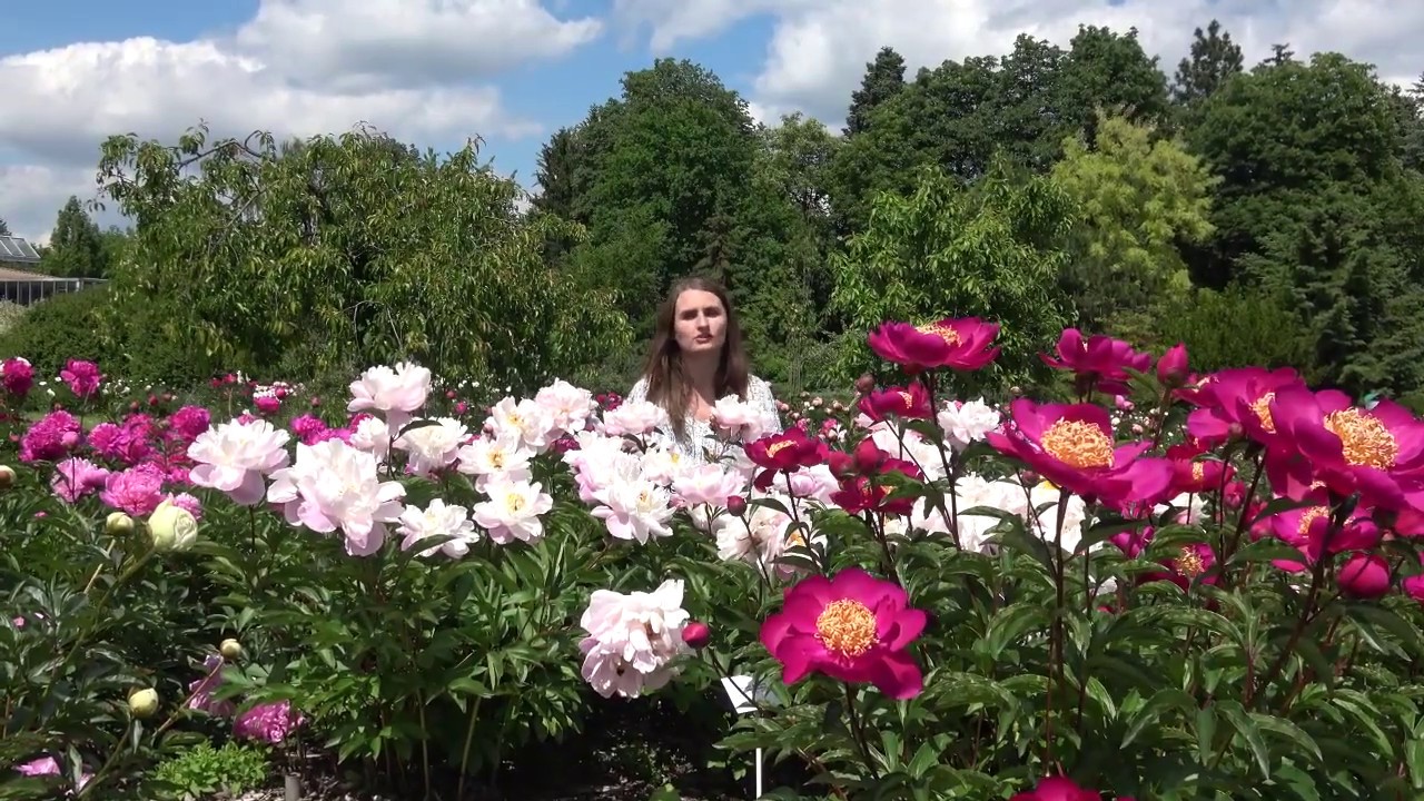 Alarm Botaniczny: piwonie chińskie