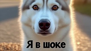 Смешные собачки и котики. 💖👍👍#котики #собаки #смешно