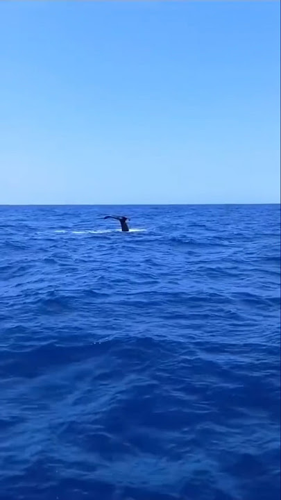 ✨✨Unforgettable Whale Encounters in Fuerteventura ✨✨ #whale #tour #fuerteventura #nature #wildlife