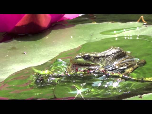 Frogs in my garden pond eating aphids from my nearby flower patch HD video with slow motion scenes class=