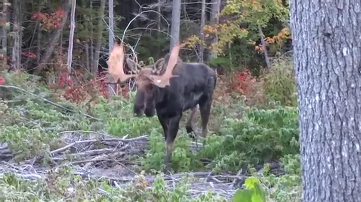 How to Milk a Moose 101