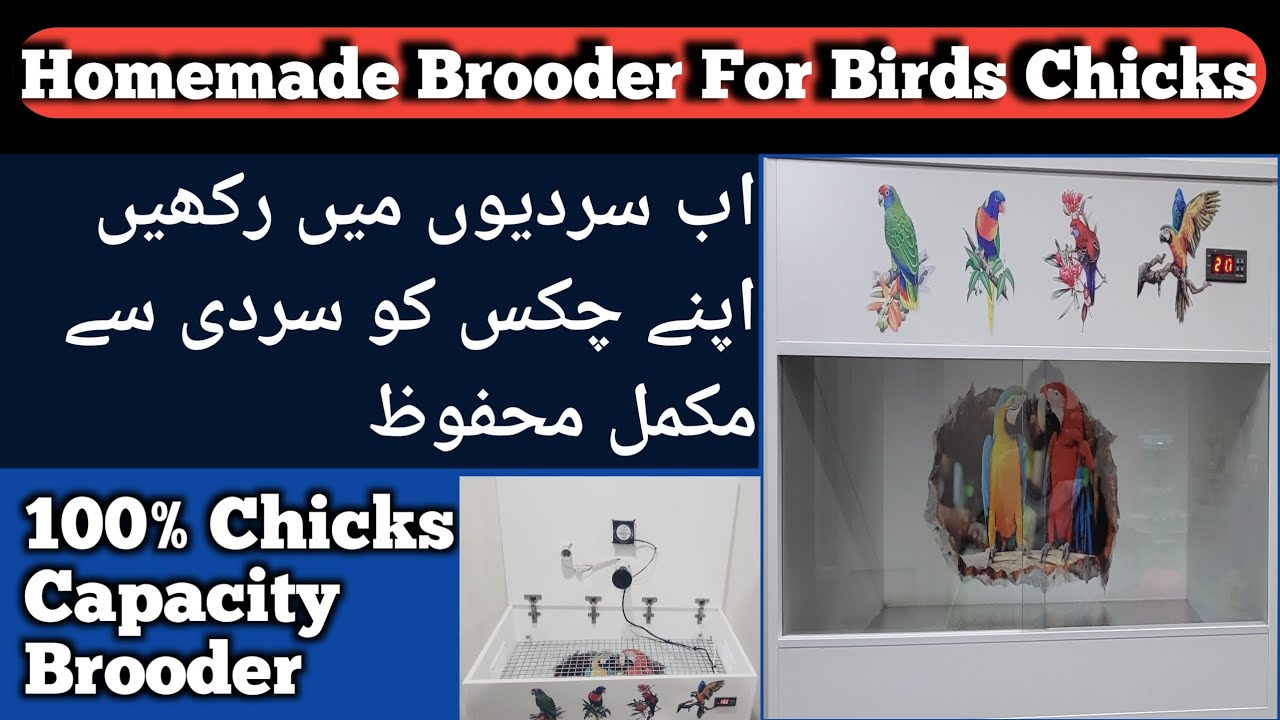 Best Homemade Brooder For Birds Chicks | Easy to clean brooder | Local ...