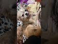 @保護犬、望愛(モカ)の成長期    Leonの月命日Kevinは、Leonがしてくれたように、涙流して泣いてる、望愛(モカ)に、そっと寄り添う