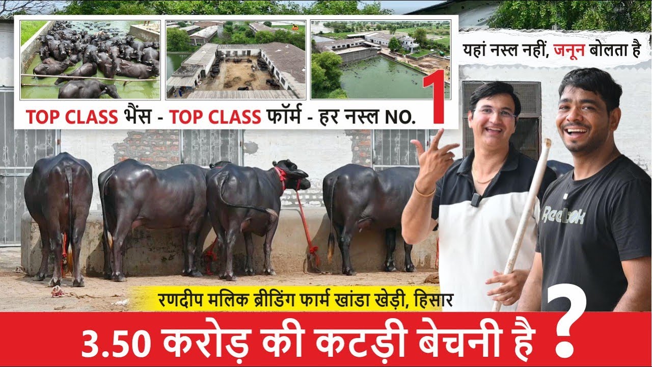 रणदीप मलिक - 3.50 करोड़ की कटड़ी बेचनी है | नस्ल नहीं, जनून बोलता है || RANDEEP MALIK BREEDING FARM