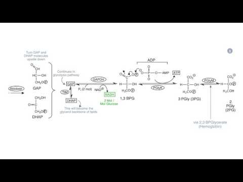 MIT: ses 9: Glycolysis and Early Stages of Respiration