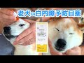 老犬の白内障進行を防止する目薬を使ってみた