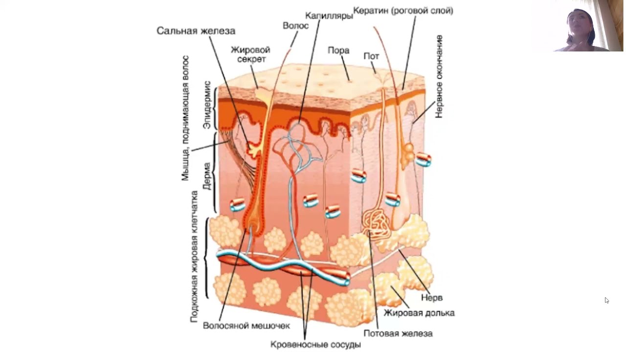 Кожа способна к. Слой кожи гиподерма строение. Структура гиподермы кожи человека. Строение подкожной клетчатки кожи человека. Гиподерма кожи функции и строение.