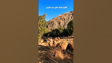 القارئ هاوکار صالح محمد الكردي ،بۆبینینی ڤیدیۆی زیاتر سەبسکرایبی چەناڵی یوتیووبەکەم بکەن