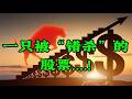 一只被“错杀”的股票....！