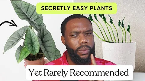 7 Secretly Easy Houseplants Most People Don’t Know About!