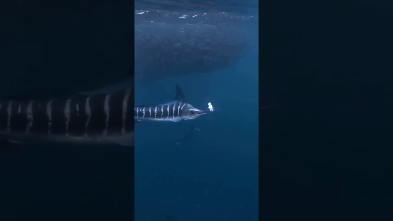 Marlin Strikes in a Swarm of Sardines: A Masterful Mackerel Snatch