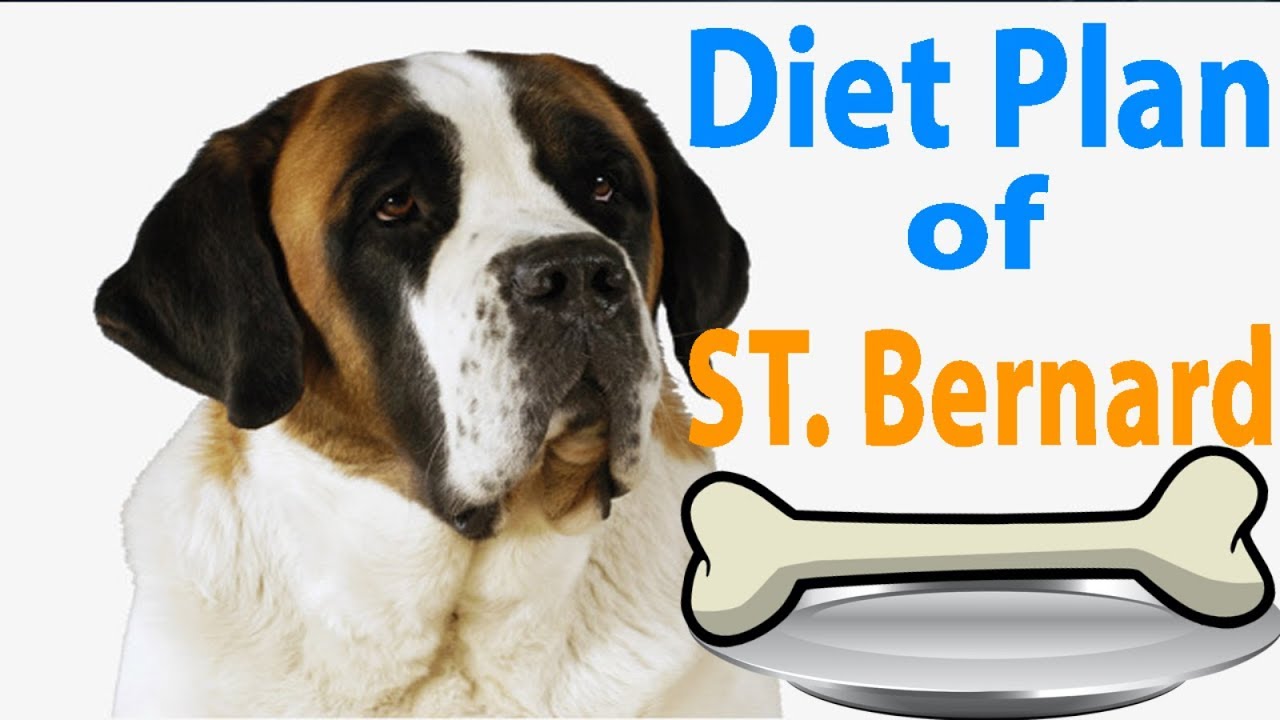 Saint Bernard Dog Diet Chart