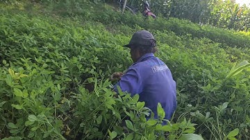 Smart Farmer Techniques for Weeding Pest Grass in Peanut Fields — Agriculture Farming