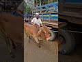 মাশাল্লাহ কত বড় ঘরু।। ভাই কত নিলো