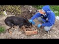 Saddest video ever. Mothers 6 puppies mysteriously die!