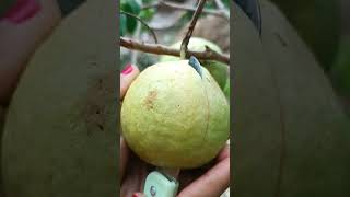 Sama sama jambu biji hanya beda jenis #jambubiji