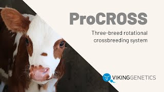 ProCROSS crossbreeding
