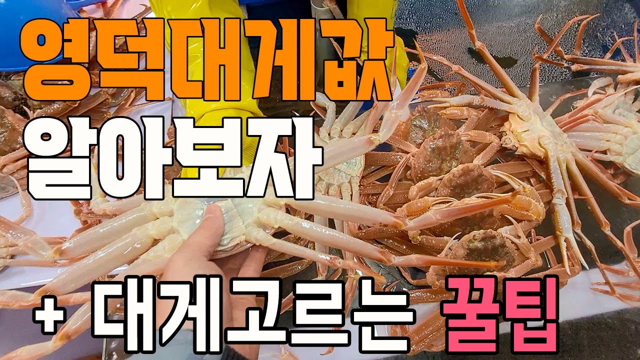 대게 사기 전 필수시청! 대게고르는 꿀팁 + 영덕대게값 알아보러 갑시다