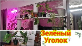 ☘️Как я сажала растения🌱. Создаю зелёный уголок 🌿. Покупки для цветов🌱