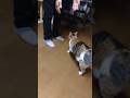 パパと抱っこされる娘　#子猫#保護猫#猫のいる暮らし