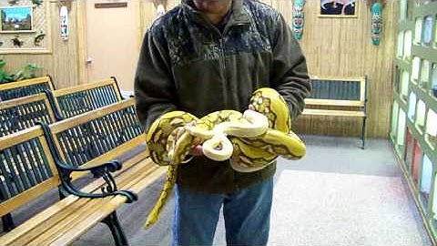 Carmel Albino Tiger Reticulated Python