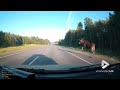 Moose appears on busy road nearly causing accident || Viral Video UK