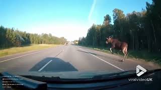 Moose appears on busy road nearly causing accident || Viral Video UK