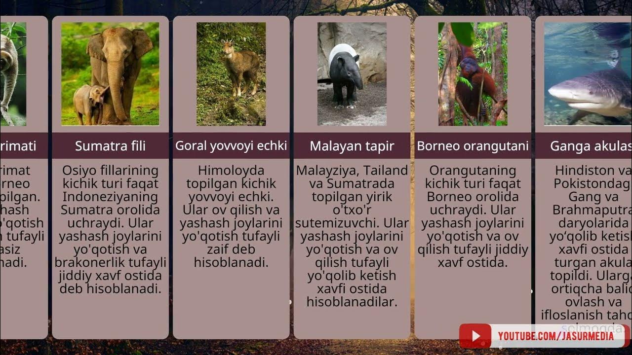 Ormonda dumbbell bilan mushtlash