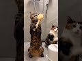 Dream Session！（Made with generative AI）シャワー室で猫たちの共演