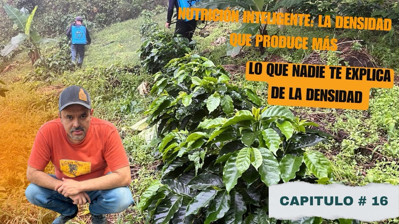 ¿Por qué sembrar café con calles más anchas? 