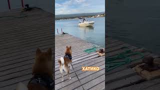 #shorts #хатико#cachiko#собака #сибаину #shibainu #shiba