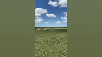 Total Population 1 5 Million Trending Trendingshorts Tanzaniasafari Serengeti Tanapa Tips 