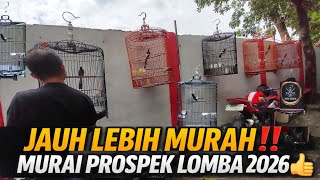 JAUH LEBIH MURAH ‼️HARGA MURAI BATU PROSPEK MATERI GANTANG AWAL 2026 | GALERY MURAI JAKARTA