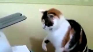 Funny Cat