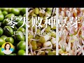史上最全零失败种豆芽指南，震惊！原来牛奶盒还有如此功效！附: 豆芽食谱 Bean Sprouts Recipes How to grow mung bean sprouts at home