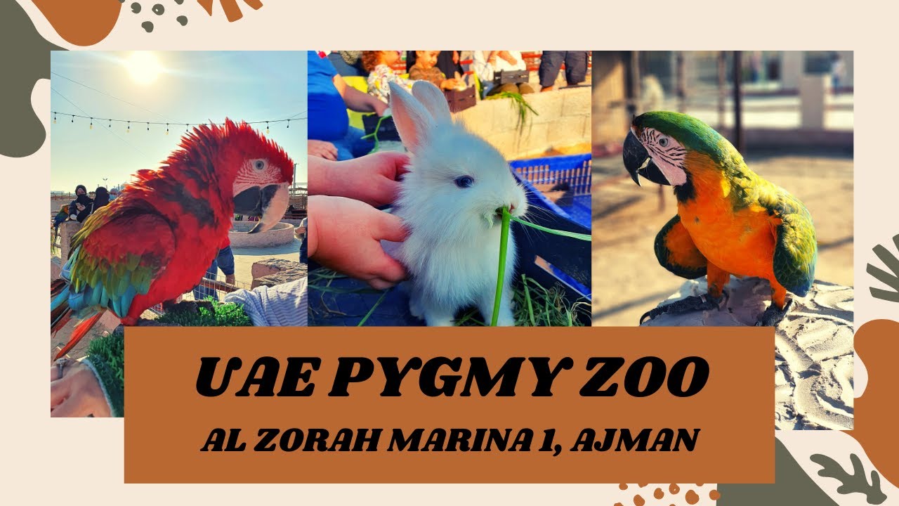 UAE PYGMY ZOO Ajman AL ZORAH MARINA 1 HIDDEN GEM IN UAE A MUST UAE PYGMY ZOO Ajman AL ZORAH MARINA 1 HIDDEN GEM IN UAE A MUST