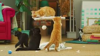 National Geographic Wild - Ident - Cats Dogs